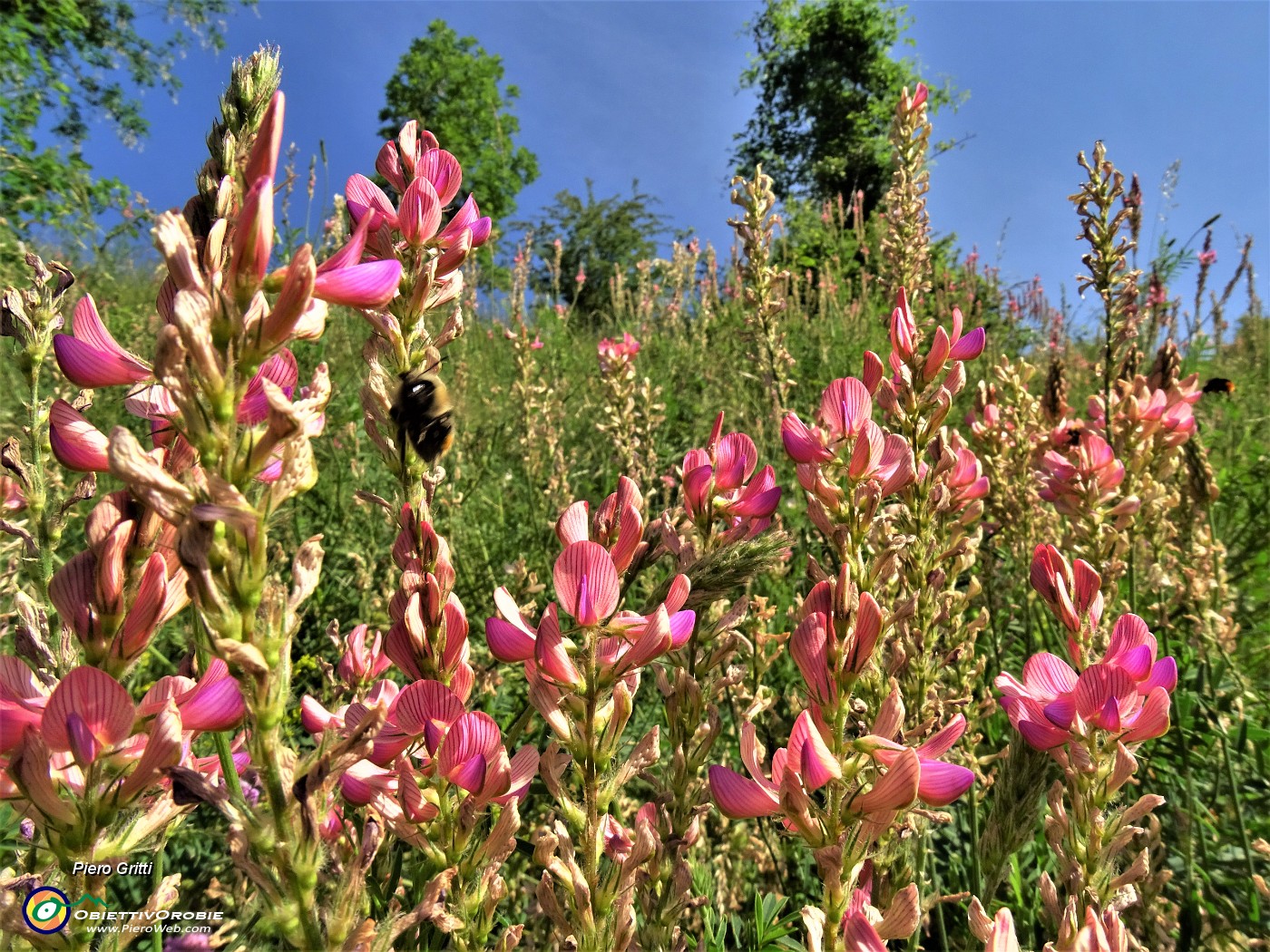 10 Onobrichis viciifolia (Lupinella comune).JPG